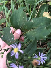 Symphyotrichum ciliolatum