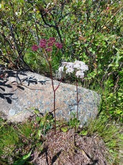 Ostericum tenuifolium