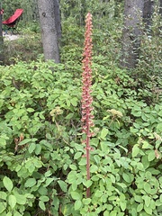 Pterospora andromedea