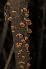 Anthracophyllum discolor