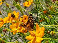 Euptoieta claudia