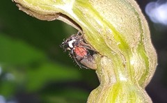 Cyphonia trifida