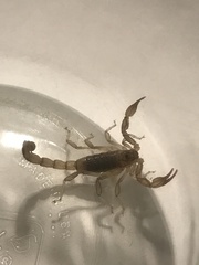Paruroctonus silvestrii