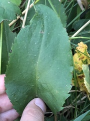 Symphyotrichum ciliolatum