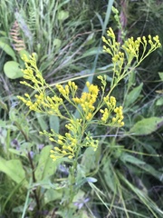 Solidago ohioensis