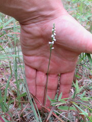 Spiranthes tuberosa