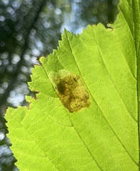 Cameraria corylisella
