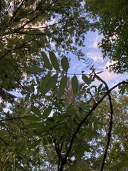 Fraxinus excelsior