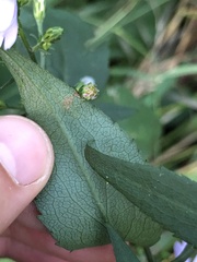 Symphyotrichum ciliolatum