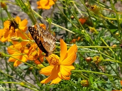 Euptoieta claudia