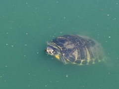 Trachemys scripta scripta