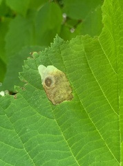 Cameraria corylisella