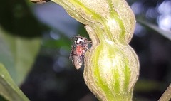 Cyphonia trifida