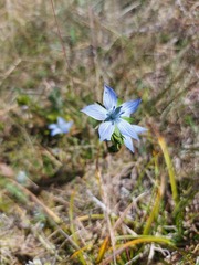 Lomatogonium carinthiacum