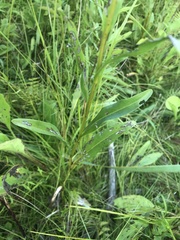 Solidago ohioensis