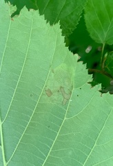 Cameraria corylisella