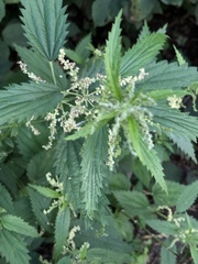 Urtica gracilis