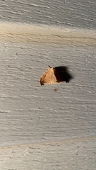 Drepana arcuata