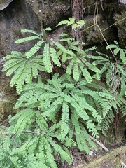 Adiantum aleuticum