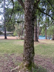 Fraxinus excelsior