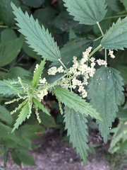 Urtica gracilis