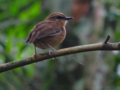 Conopophaga melanops