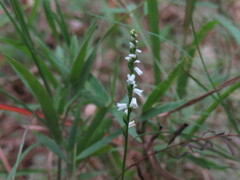 Spiranthes tuberosa