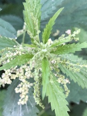 Urtica gracilis