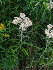 Anaphalis margaritacea