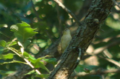 Setophaga castanea