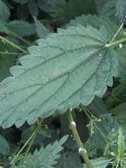 Urtica gracilis