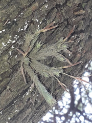 Tillandsia tricholepis