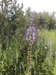 Veronica longifolia