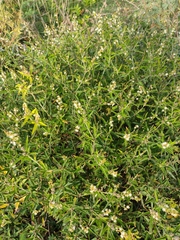 Croton bonplandianus