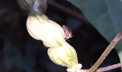 Cyphonia trifida