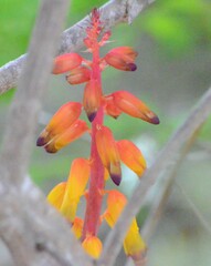 Lachenalia bulbifera