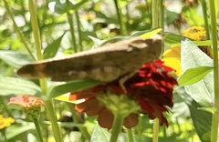 Dissosteira carolina