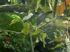 Thamnophilus multistriatus