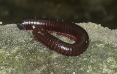 Narceus americanus