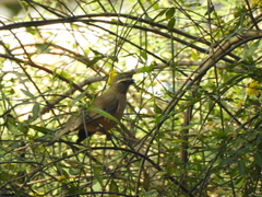 Saltator coerulescens