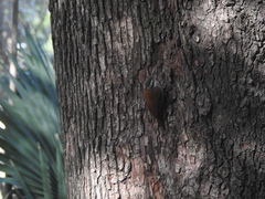 Lepidocolaptes angustirostris