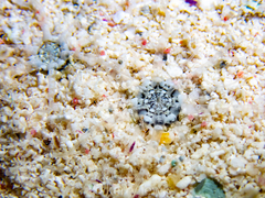 Actinostella flosculifera