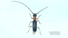Stenhomalus incongruus