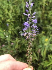 Veronica longifolia