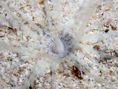 Ceriantharia