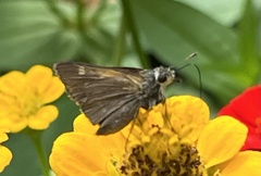 Polites themistocles