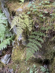 Cystopteris fragilis