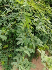 Prosopis juliflora
