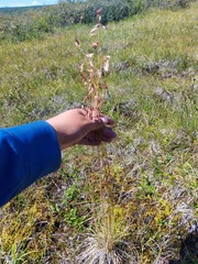 Poaceae