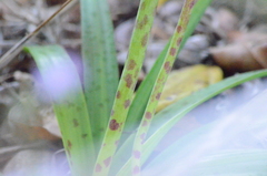 Lachenalia bulbifera